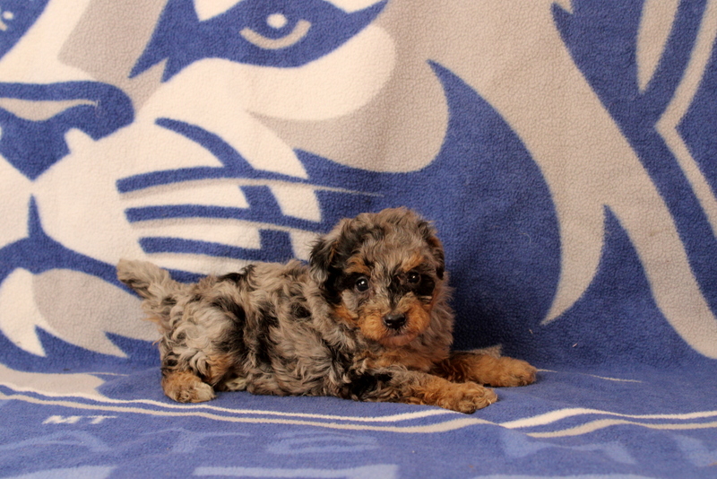 puppy, for, sale, Mini Bernedoodle F1, Matthew B. Stoltzfus, dog, breeder, Gap, PA, dog-breeder, puppy-for-sale, forsale, nearby, find, puppyfind, locator, puppylocator, aca